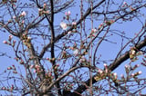 Japan officially announces start of cherry blossom season in 3 cities | AP News