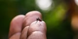 Chikungunya Virus in France 2025: First Domestic Case and How to Protect Yourself
