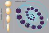 Exploiting quantum squeezing to enhance precision of measurements in systems with multiple factors