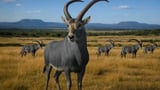 ‘De-extinction’ Startup Wants to Revive Antelope Killed Off by South African Colonists