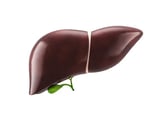 Scientists create liver organoids with functional blood vessels