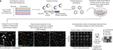 Characterizing protein sequence determinants of nuclear condensates by high-throughput pooled imaging with CondenSeq