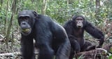 Wild chimpanzees consume the equivalent of 2 cocktails a day in the form of boozy fruit, research finds