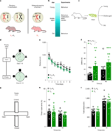 The maternal X chromosome affects cognition and brain ageing in female mice