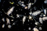 These tiny creatures play an outsized role in Southern Ocean carbon storage
