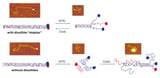 Chemical 'staples' help collagen resist unraveling and repair itself after being heated