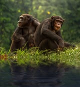 A single genetic mutation may have made humans more vulnerable to cancer than chimpanzees