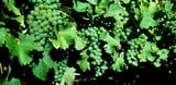 How climate change could affect the microbes that ferment grapes and give wine its specific flavours