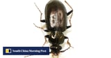 This small ground beetle is rekindling debate on Darwin’s theory of evolution