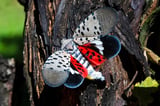 Fetterman, McCormick introduce bill to combat spotted lanternflies