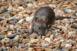 Targeted management of invasive species could reduce EU species extinction risk by 16%