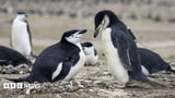 World's largest penguin colony hit by climate-driven decline