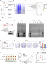 Phosphoglycerate dehydrogenase stabilizes protein kinase C delta type mRNA to promote hepatocellular carcinoma progression