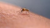 First locally acquired chikungunya case in U.S. in six years found in N.Y.