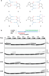 Structural basis of transcription of the hachimoji eight-letter alphabet by E. coli RNA polymerase
