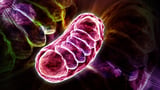 Too much RNA can starve cells of energy, scientists discover