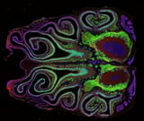 Research Finally Decodes the Brain’s Smell Map
