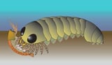 Tiny fossil suggests spiders and their relatives originated in the sea