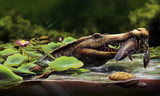 Scientists Discover Ancient 13-Foot-Long Crocodile Relative in Egypt