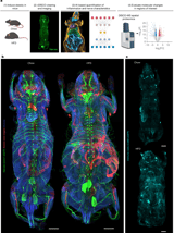 A deep-learning framework reveals whole-body perturbations at cell level