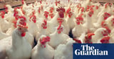 Texas egg facility halts production after bird flu found in chickens