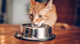 What to know about protecting your cat from bird flu