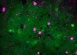 Prioritizing the unexpected: New brain mechanism uncovered