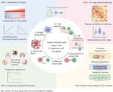 Decoding the cancer-immunity cycle: A New roadmap for breast cancer immunotherapy