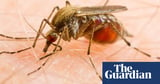 Male mosquitoes to be genetically engineered to poison females with semen in Australian research