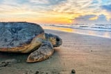 New viruses found in vulnerable sea turtle populations