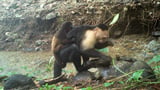 Caught on camera, capuchin monkeys kidnap howler monkey babies | AP News