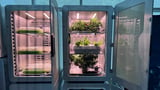 'Electro-agriculture' may help plants grow in the dark