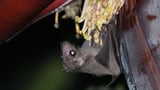 New viruses found in bats in China: should we be worried?