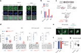 H2A.Z is essential for oocyte maturation and fertility in female mouse