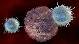Immune cells use previously unknown pathway to eliminate AML