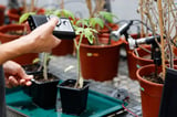 Israeli research finds that when plants talk, insects listen