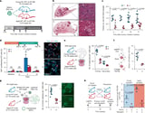 Cancer risk declines in old age: New research helps explain why