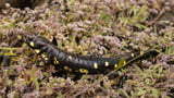 Climate change leading cause of biodiversity loss in U.S.