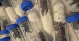 Crackdown sees 2,000 tarantulas seized from car