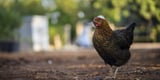 Bird flu begins its human spread, as health officials scramble to safeguard people and livestock