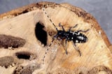 Shrewsbury has eradicated Asian Longhorned Beetle, officials say