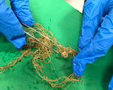 Novel technique reveals insights into soil microbe alarm clock