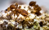 Ants Farmed Fungi in the Wake of Dinosaurs’ Demise 66 Million Years Ago