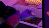 Biotech company hatches chicks from artificial eggs | CNN
