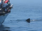 AI, citizen science combine to help save sharks