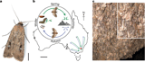 Bogong moths use a stellar compass for long-distance navigation at night