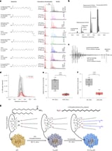 A fatty acid amide activates myeloid cells and improves neurovascular outcomes in retinal degeneration