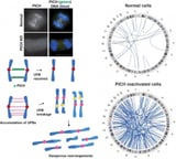 Research identifies PICH protein as key player in preventing chromosome breakage linked to cancer