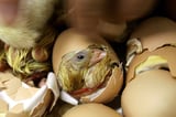 Scientists may have finally cracked mystery of what came first: chicken or egg