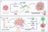 Neural regulation of tumor immunity: emerging opportunities to enhance cancer immunotherapy